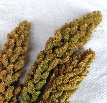 Weiße lockere Kolbenhirse halbreif 0,5 kg VORBESTELLUNG